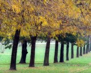 PelhamPkwyTrees-160nc..jpg