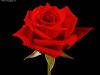 1442306_bg.jpg