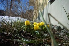 blommor1.jpg
