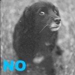 nodog.jpg
