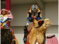 camel.jpg