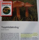 spermasvamp.jpg