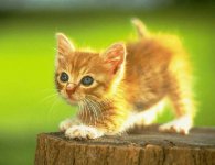 katt-800.jpg