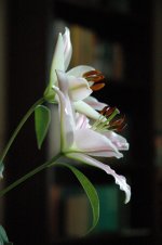 DSC_0022.jpg