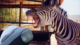 ZebraSmile.jpg