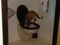 Kattfan.JPG