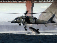 shark_stressig-lage.gif