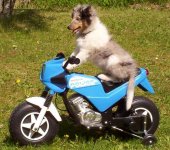 Milou på hoj.JPG