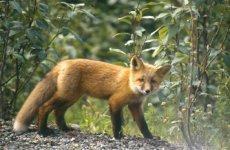 fox.jpg