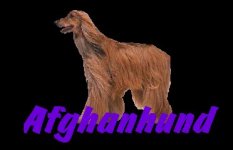 afghan.jpg