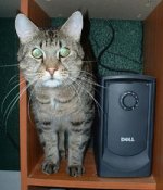 basilthecat.jpg