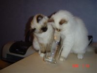 Wilda & Xerox.jpg