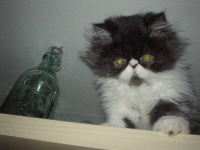 katt.gif