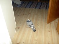 fågel 3.JPG