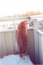zimba10.JPG
