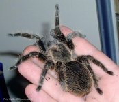 Brachypelma%20albopilosum%20-%20vtackar7.jpg