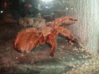 Spider4.JPG