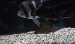 fronpleco.jpg