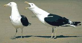 ATT183791.gif