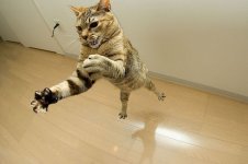 ninja_cat_12.jpg