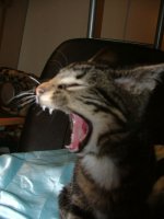 gasp.jpg