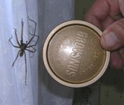 spider.jpg
