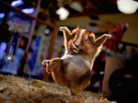 db_attackhamster1.jpg