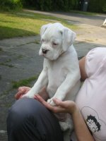 Alma kollar in hönorna.jpg