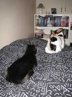 tyson och pimpim 1.JPG