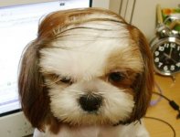 177-trumpdog.jpg