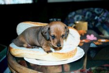 hotdog.jpg