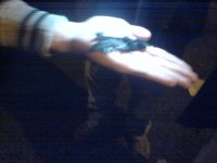 blandat 20051102 035 (Small).jpg