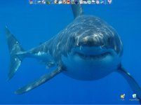 shark.JPG