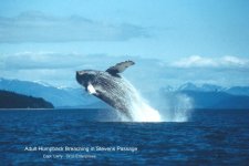 Humpback%20Breach%201.jpg