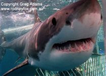 shark6-copy.jpg
