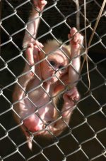 monkey_sucker_1.jpg