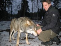 varg_03.jpg