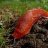 Killersnail